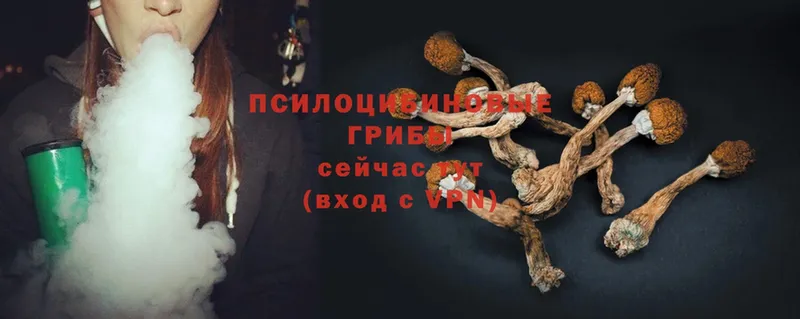 Псилоцибиновые грибы Psilocybe  Чистополь 